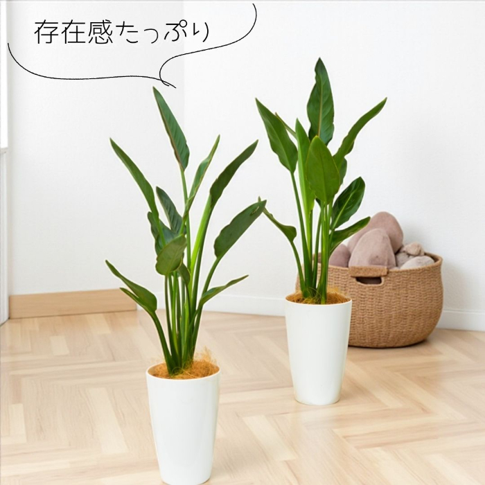 レギネ