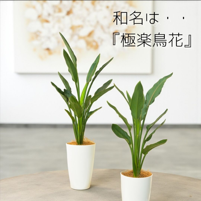 レギネ