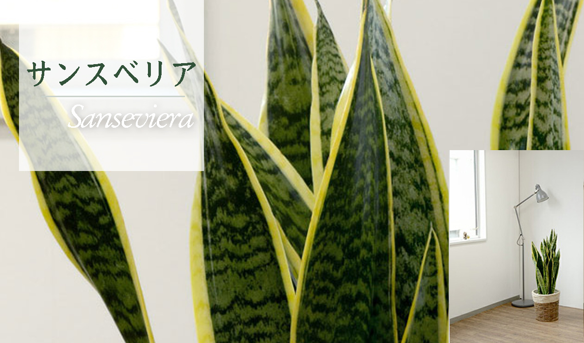 ⑦サンスベリア 子株 １本 お部屋の空気清浄に！ 観葉植物 - 植物/観葉植物