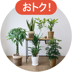 観葉植物の育て方