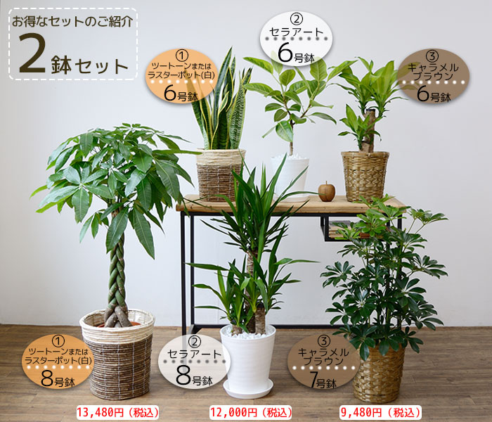 観葉植物 2鉢セット 6号+6号 鉢カバー付き モンステラ サンスベリア 幸福の木 ガジュマル おしゃれ インテリア