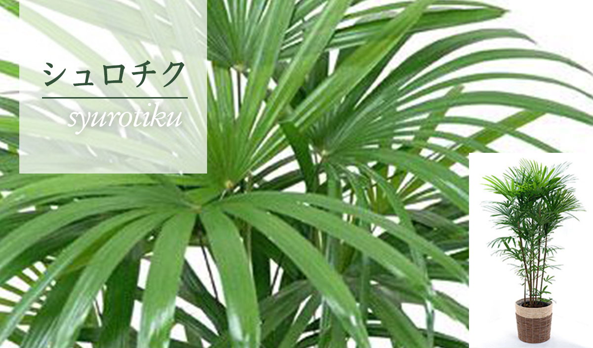 シュロチク (棕櫚竹) 通販 【観葉植物の専門店 彩植健美】