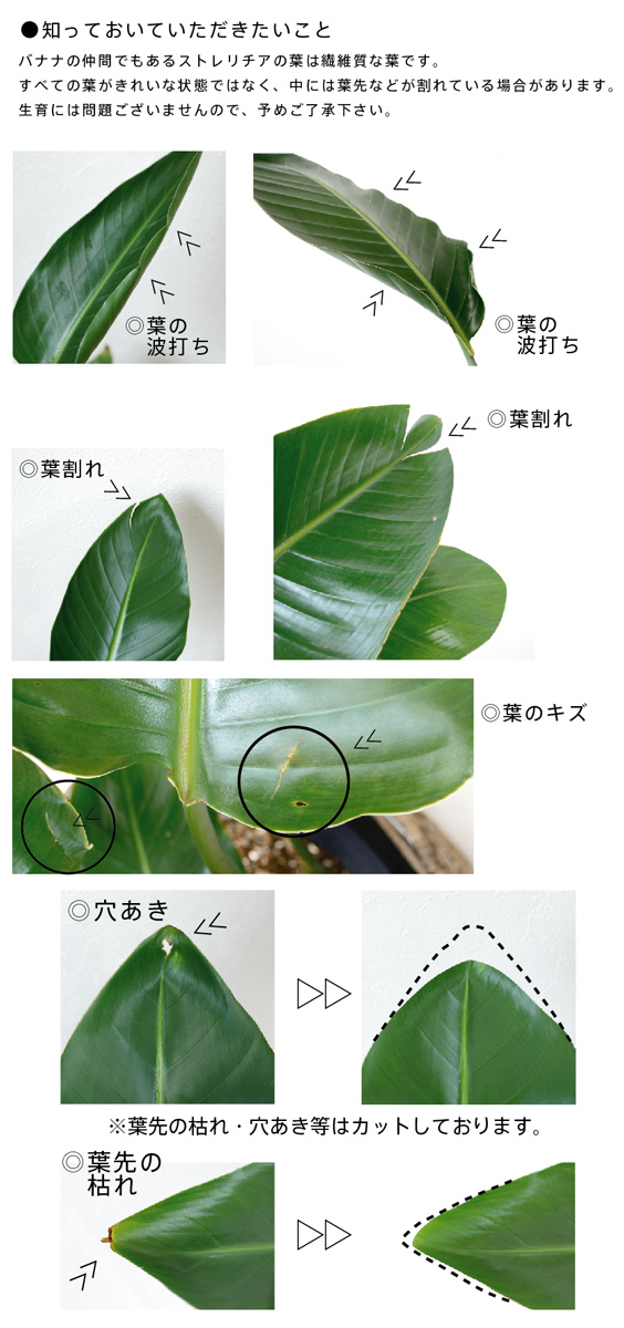 観葉植物 ストレチア オーガスタ8号鉢rg
