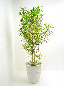観葉植物 ドラセナ ソングオブインディア ８号鉢 植え替え済み