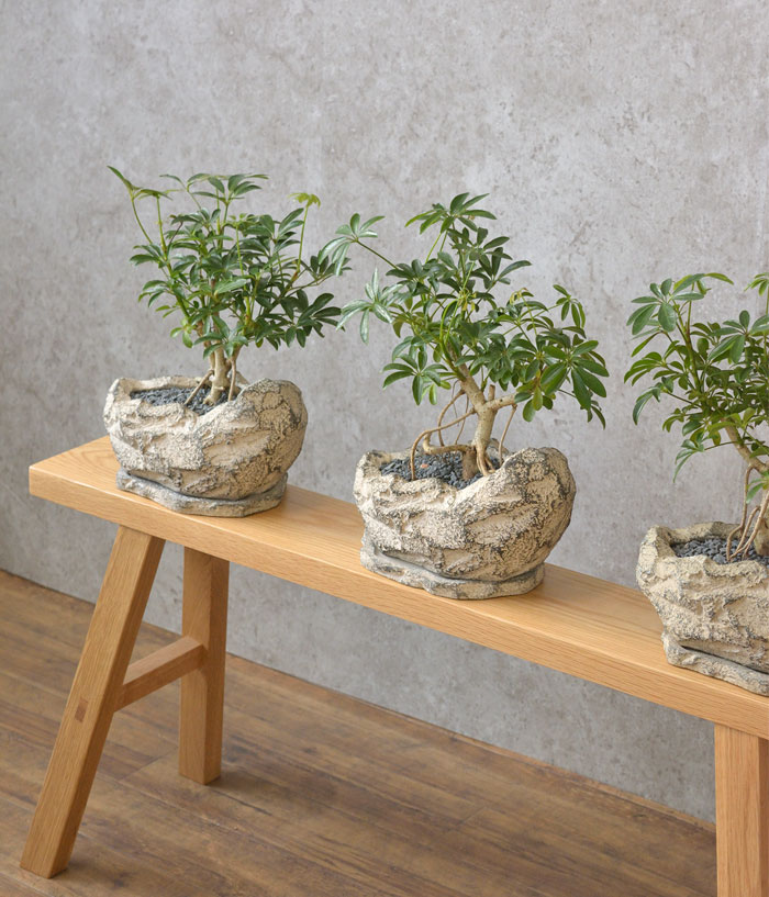 シェフレラコンパクターストーンポットst