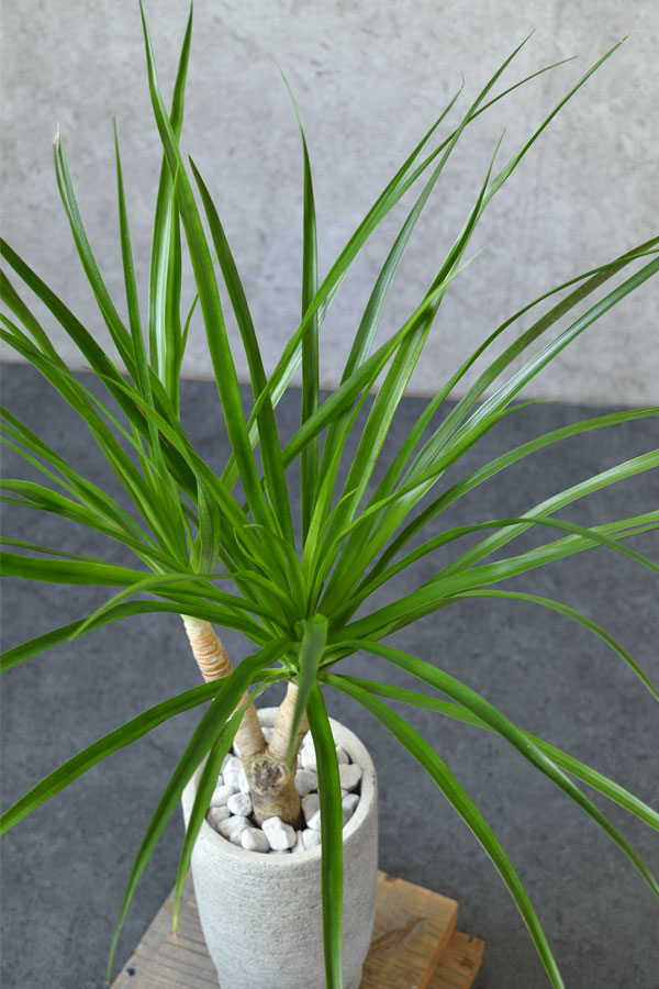 観葉植物 ドラセナ カンボジアーナ 2股 St