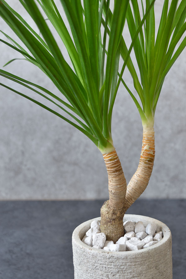 観葉植物 ドラセナ カンボジアーナ 2股 St