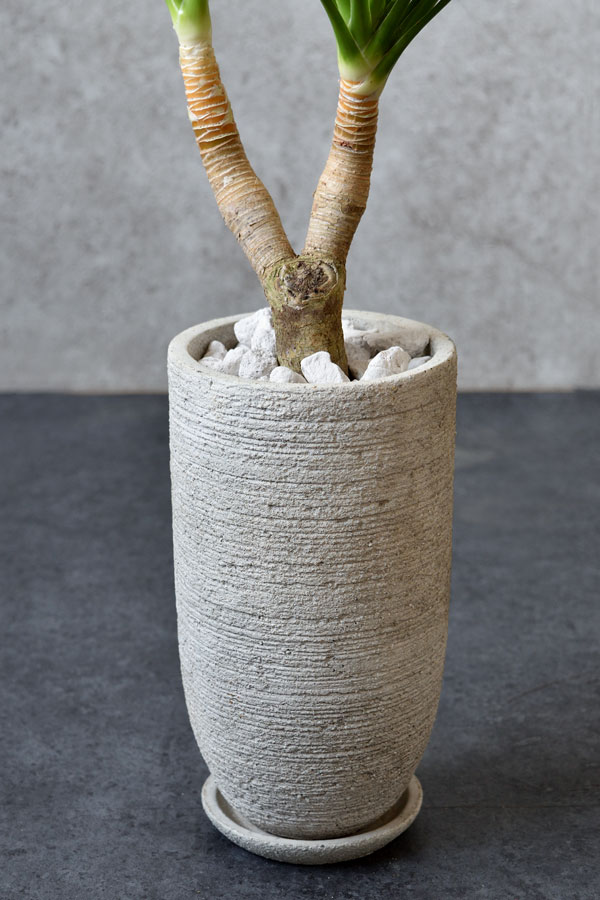 観葉植物 ドラセナ カンボジアーナ 2股 St