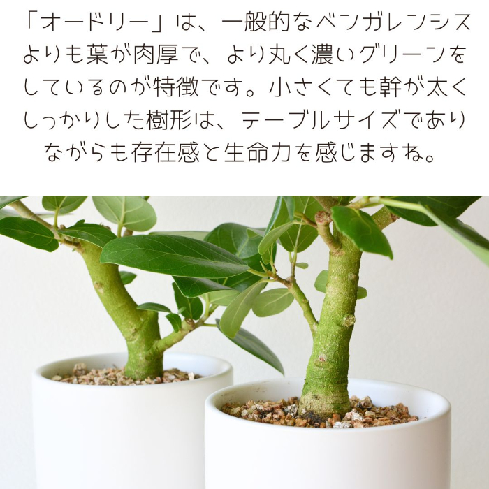 ベンガレンシス