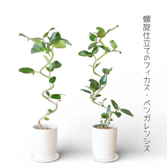 ベンガレンシス