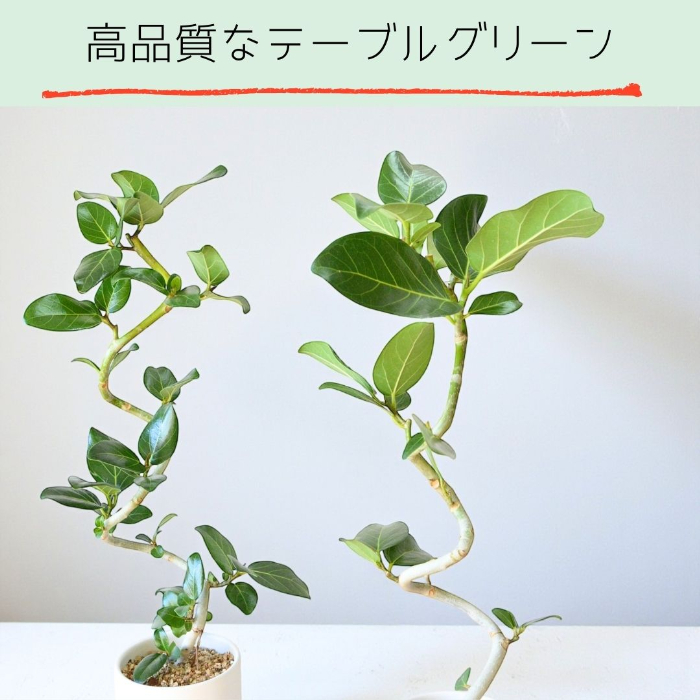 ベンガレンシス