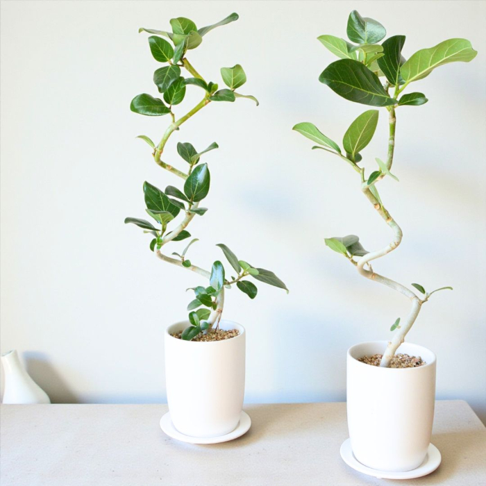 ベンガレンシス