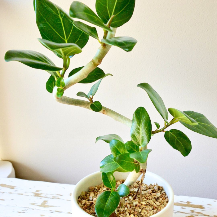 ベンガレンシス