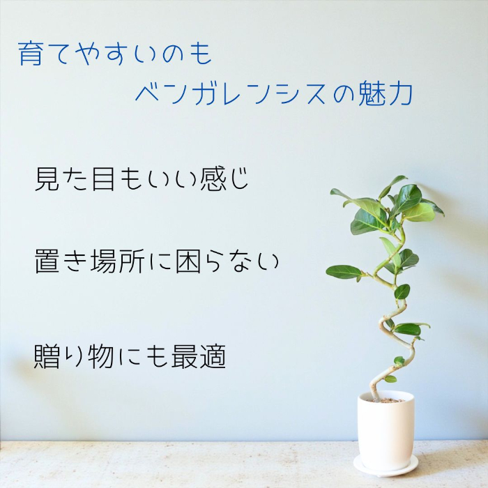 ベンガレンシス