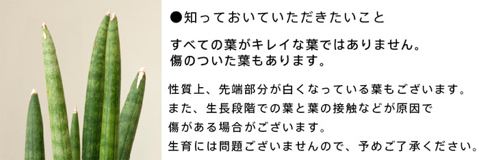 サンセベリア・スタッキー知っておいていただきたいこと