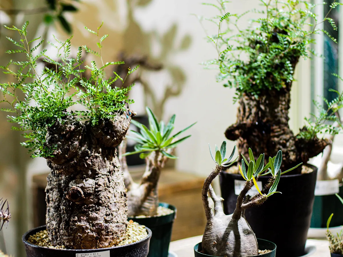 高島屋植物園