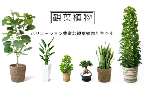 観葉植物の通販と販売 観葉植物の専門店 彩植健美 Jp