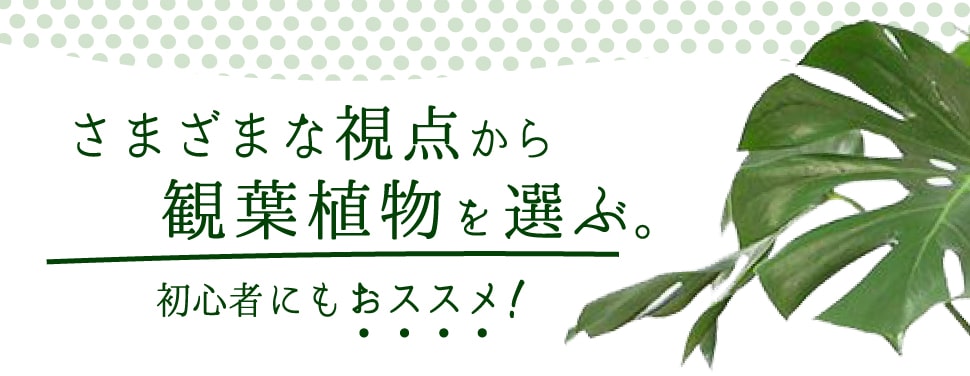 植物の選び方