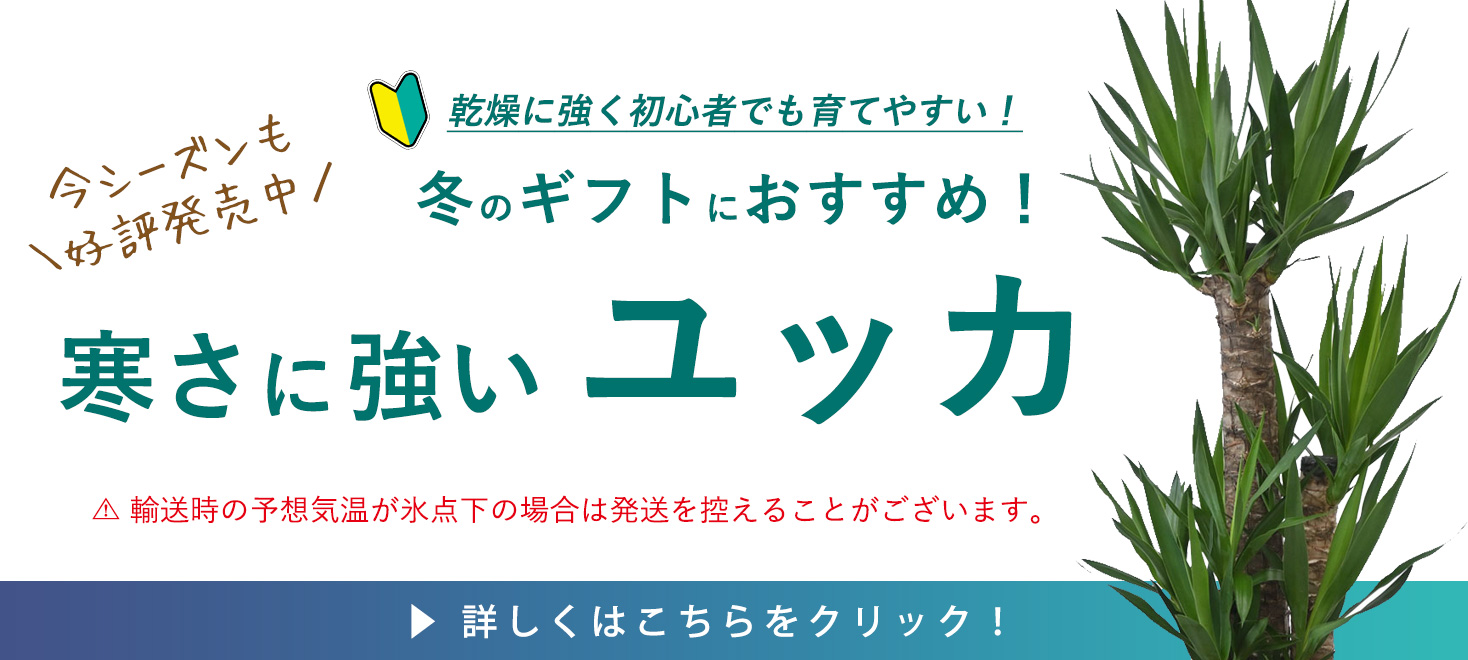 寒さに強いユッカ