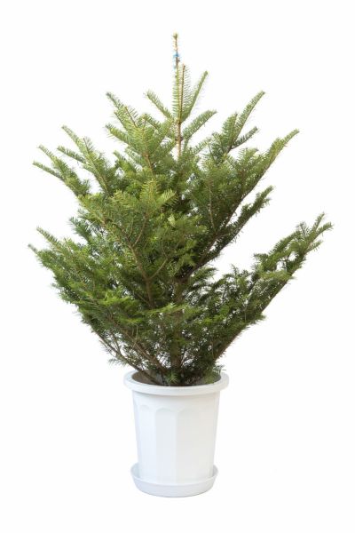 もみの木 モミの木 1cm 10号鉢 屋外用 C レビュー 観葉植物の通販専門店 彩植健美 Jp