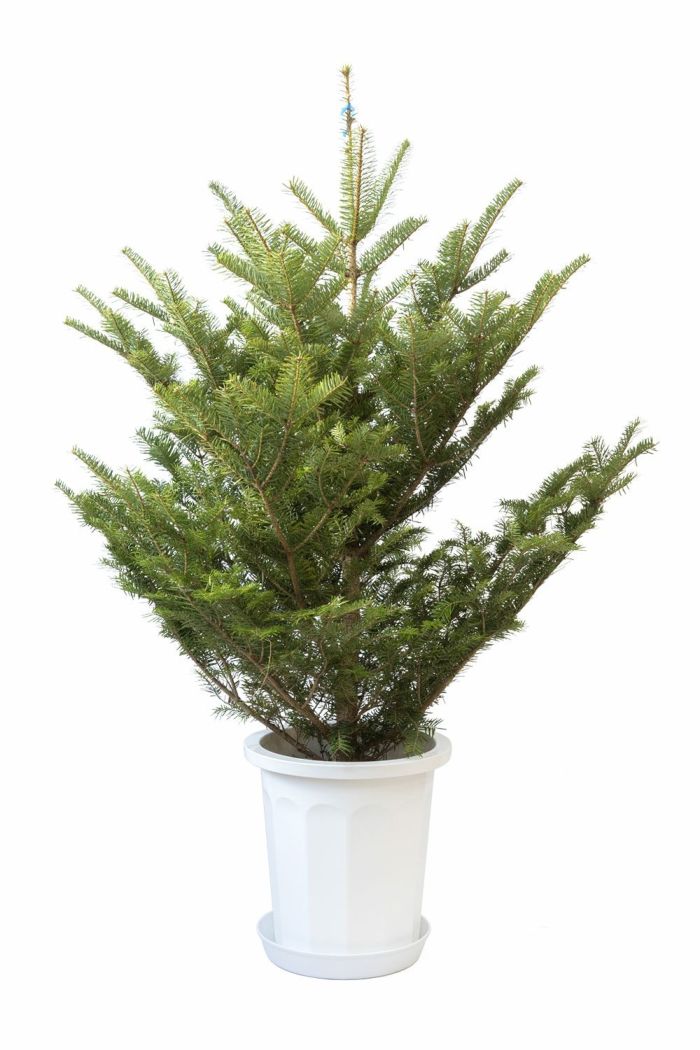 もみの木（モミの木）  通販 120cm～ 10号鉢（屋外用）  C085001