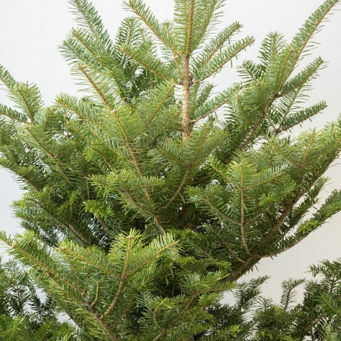 もみの木（モミの木）  通販 120cm～ 10号鉢（屋外用）  C085001