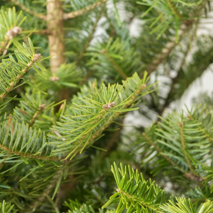 もみの木（モミの木）  通販 120cm～ 10号鉢（屋外用）  C085001