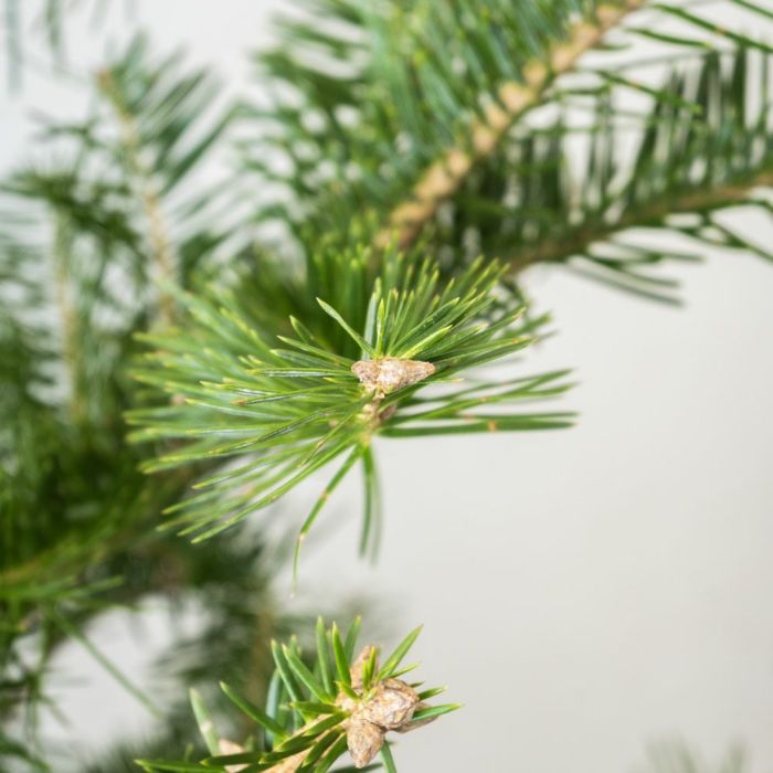 もみの木（モミの木）  通販 150cm～ 10号鉢（屋外用） C100005