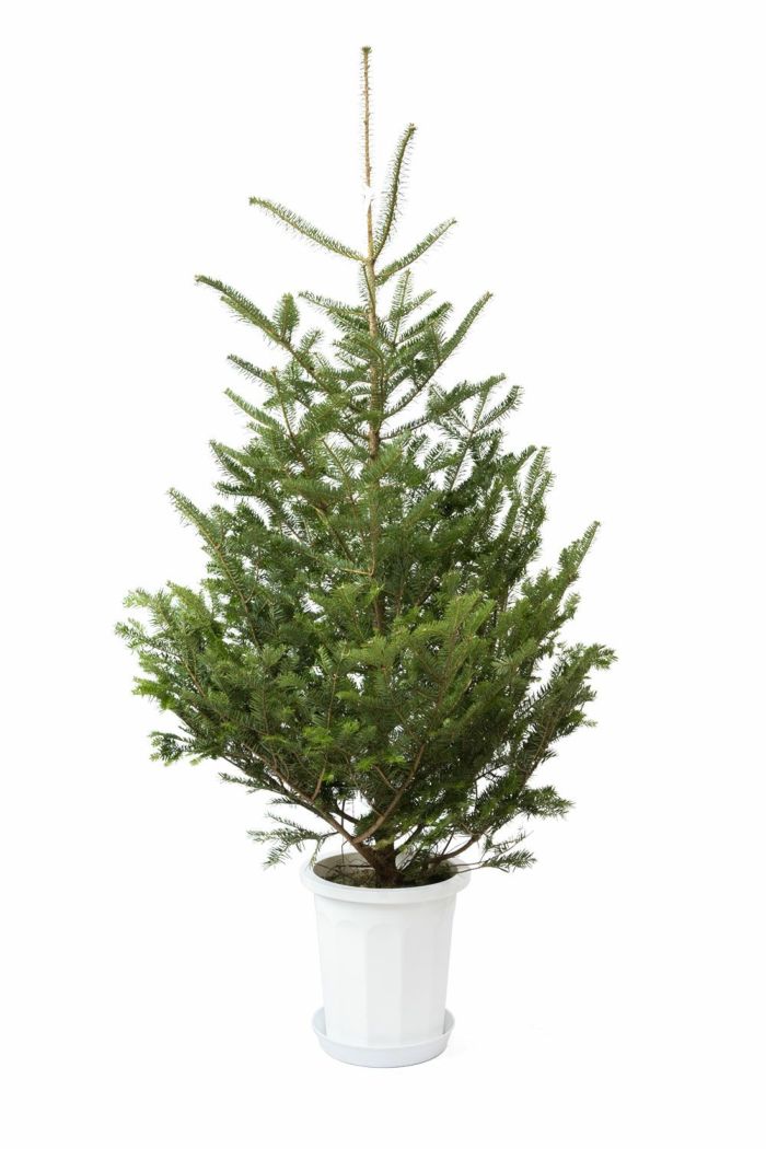 もみの木（モミの木）  通販 170cm～ 10号鉢（屋外用） C150001