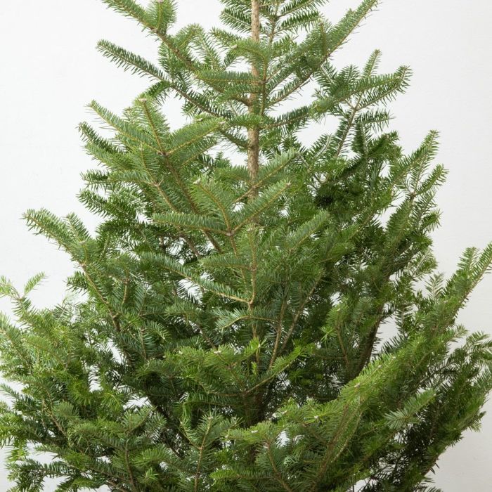 もみの木（モミの木）  通販 170cm～ 10号鉢（屋外用） C150001