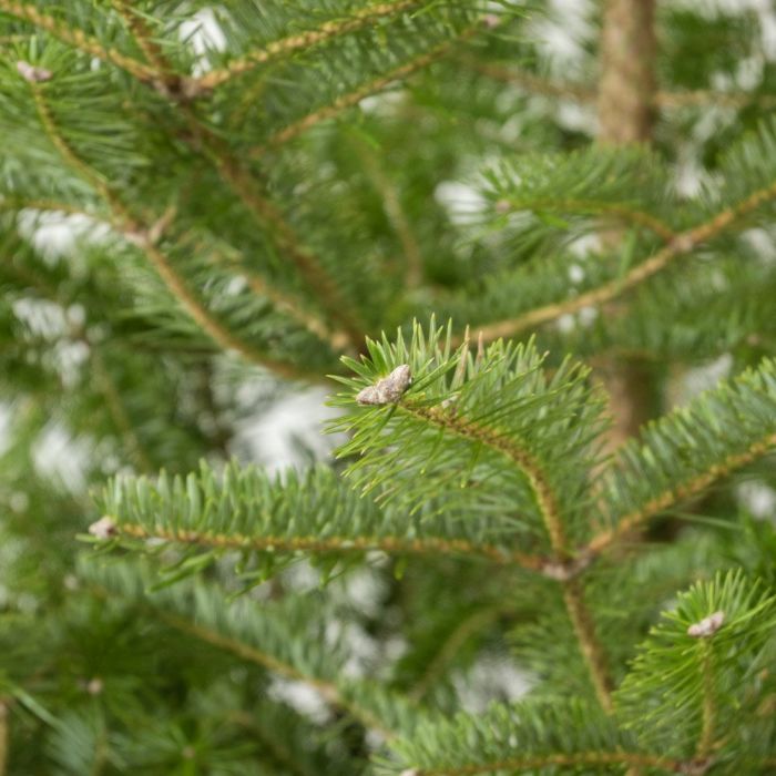 もみの木（モミの木）  通販 170cm～ 10号鉢（屋外用） C150001