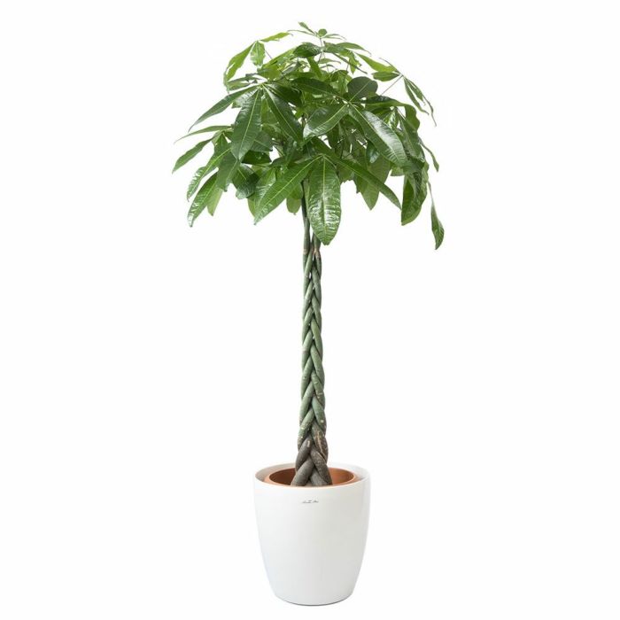 ラスターポット 10号鉢用