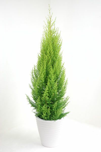 観葉植物 ゴールドクレスト 8号鉢kf