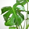 観葉植物 通販 ヒメモンステラ　6号鉢 鉢カバー付 KM039003