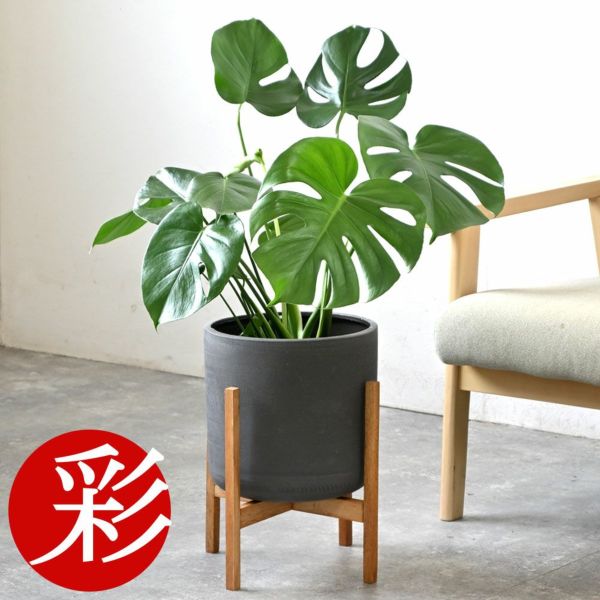 人口観葉植物　モンステラ　6号鉢カバー付き 観葉植物 モンステラ 6号サイズ 選べる鉢カバー付き : フラワー