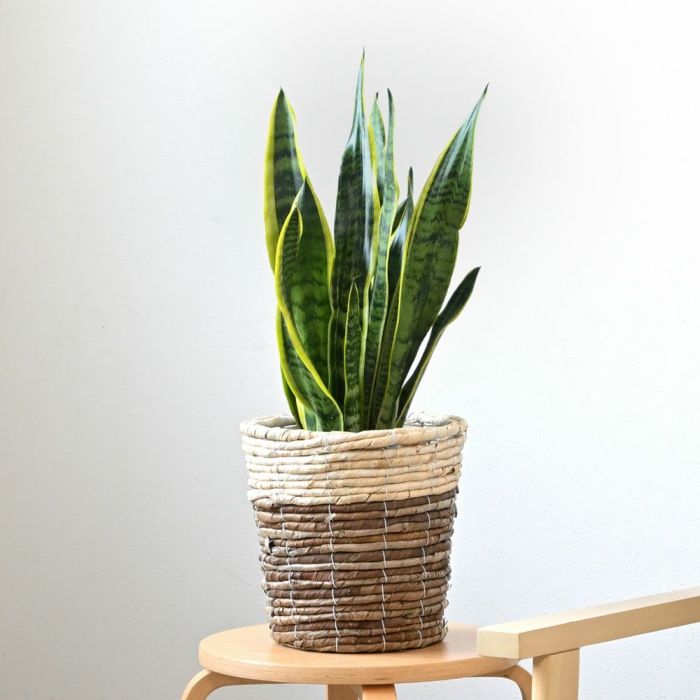 観葉植物 通販 サンセベリア (サンスベリア)・ ローレンティー  6号鉢 鉢カバー付 KM039004