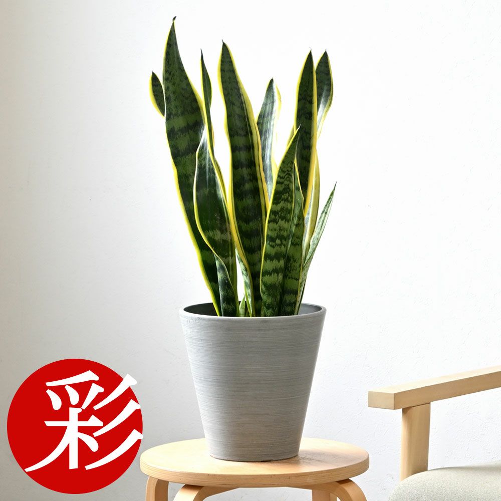 観葉植物 通販 サンセベリア (サンスベリア)・ ローレンティー  6号鉢 鉢カバー付 KM039004
