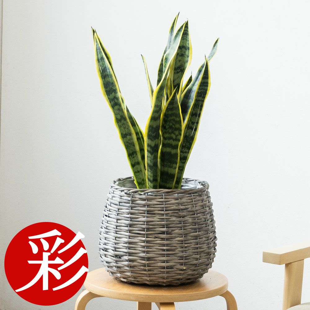 観葉植物 通販 サンセベリア (サンスベリア)・ ローレンティー  6号鉢 鉢カバー付 KM039004