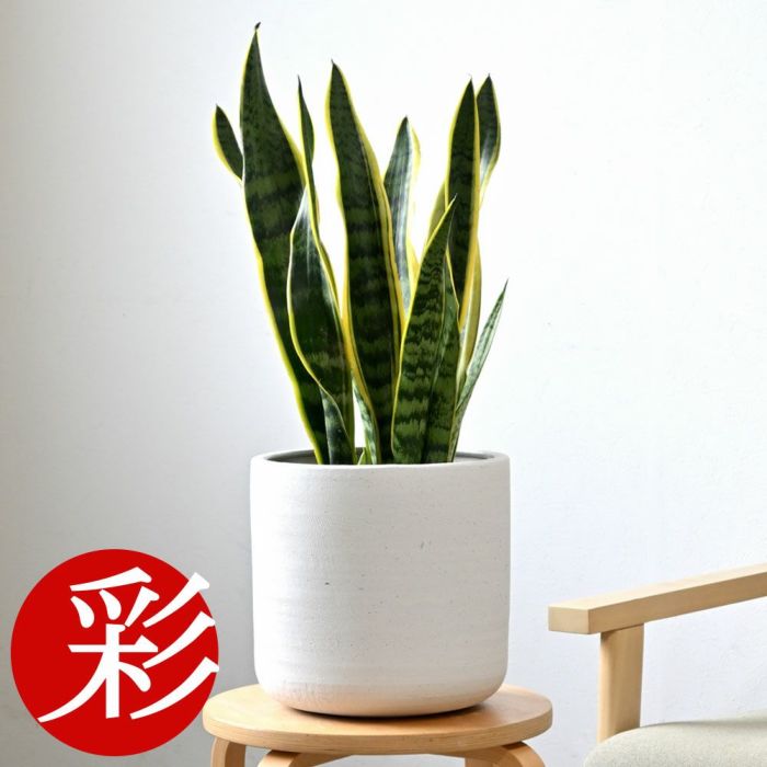 観葉植物 通販 サンセベリア (サンスベリア)・ ローレンティー  6号鉢 鉢カバー付 KM039004