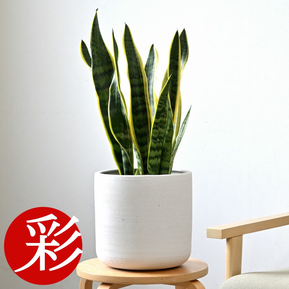 観葉植物 通販 サンセベリア (サンスベリア)・ ローレンティー  6号鉢 鉢カバー付 KM039004