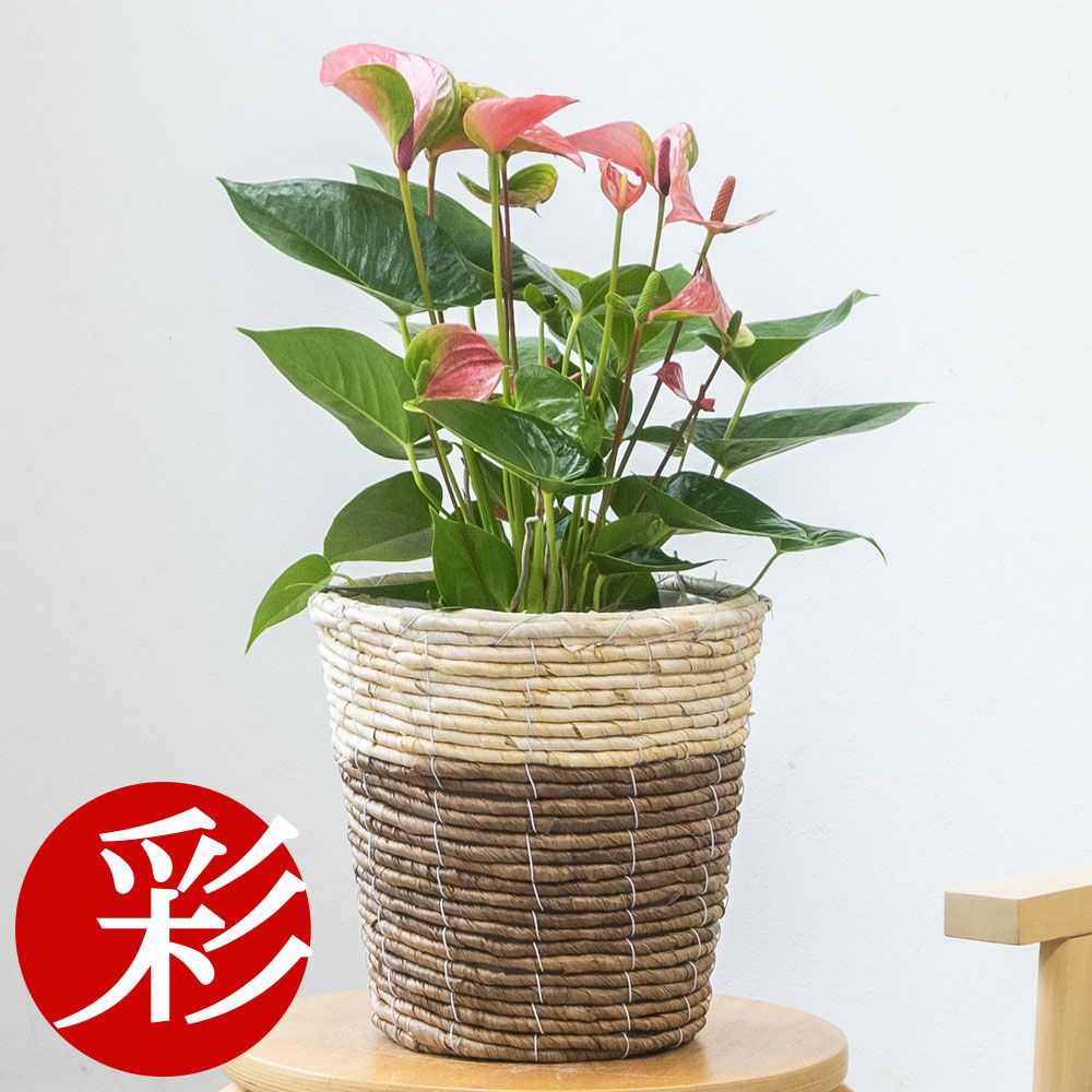 観葉植物 通販 アンスリウム （アンスリューム） 6号鉢 鉢カバー付 KM039005