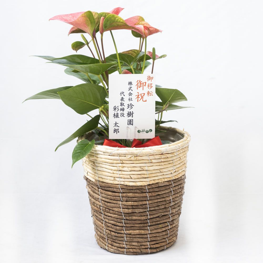 観葉植物 通販 アンスリウム （アンスリューム） 6号鉢 鉢カバー付 KM039005