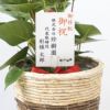 観葉植物 通販 アンスリウム （アンスリューム） 6号鉢 鉢カバー付 KM039005