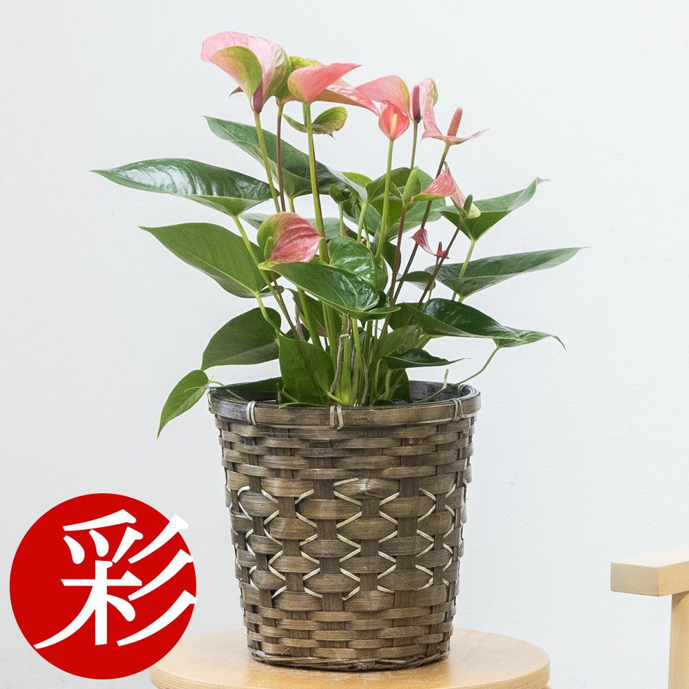 観葉植物 通販 アンスリウム （アンスリューム） 6号鉢 鉢カバー付 KM039005