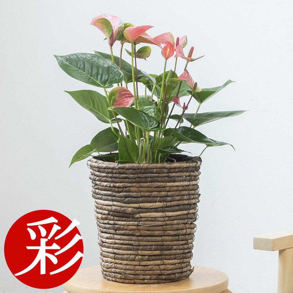 観葉植物 通販 アンスリウム （アンスリューム） 6号鉢 鉢カバー付 KM039005