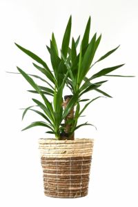 観葉植物 通販 ユッカ 6号鉢  鉢カバー付 KM039006