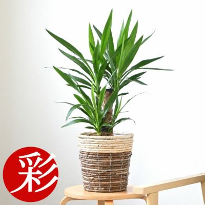 観葉植物 通販 ユッカ　6号鉢  鉢カバー付 KM039006