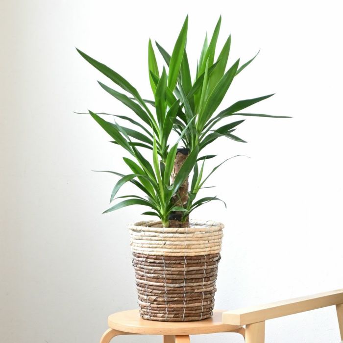 観葉植物 通販 ユッカ　6号鉢  鉢カバー付 KM039006