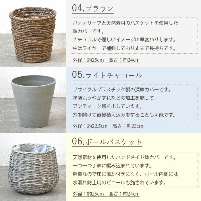 観葉植物 通販 ユッカ　6号鉢  鉢カバー付 KM039006