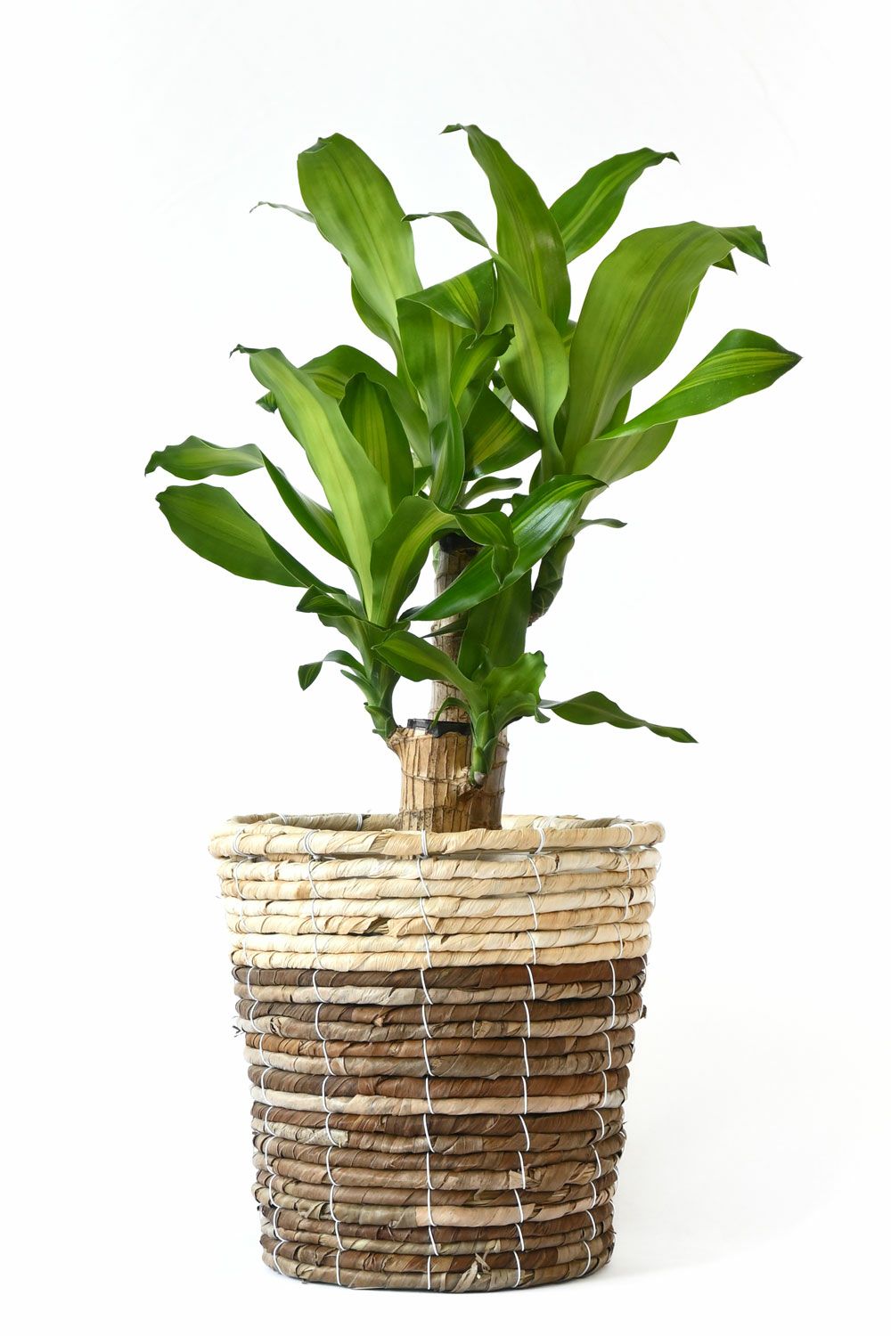 写真の現品お届け 観葉植物 Coccoloba H130cm Uvifera おすすめ インテリアグリーン ココロバ コッコロバ シーグレープ ハマベブドウ 丸い形の葉 受皿付き 大型 曲がり樹形 浜辺ぶどう 浜辺葡萄 白 管理説明書 肥料小袋プレゼント 自然樹形 陶器鉢 風水 8周年記念イベント